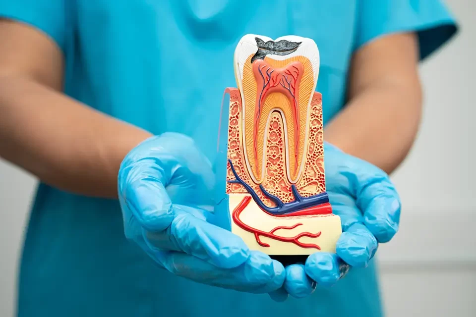 Professional Treatments for an Exposed Tooth Root